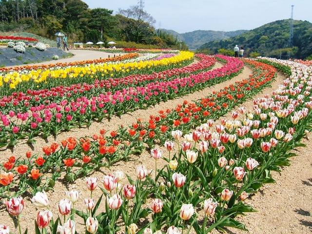 和歌山県植物公園緑花センター画像
